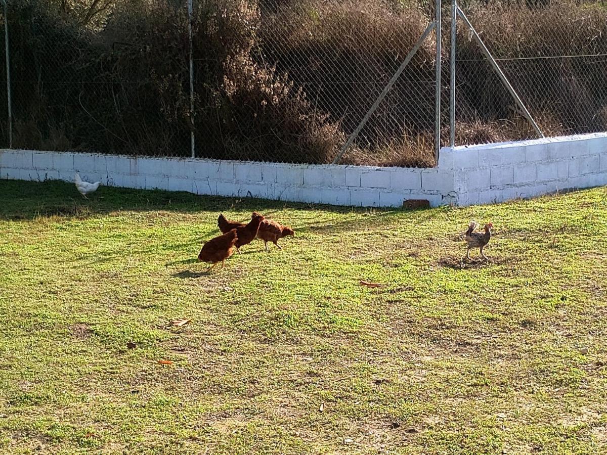 Casa De Campo Los Manueles Ideal Perros Pet Friendly Gojar ภายนอก รูปภาพ