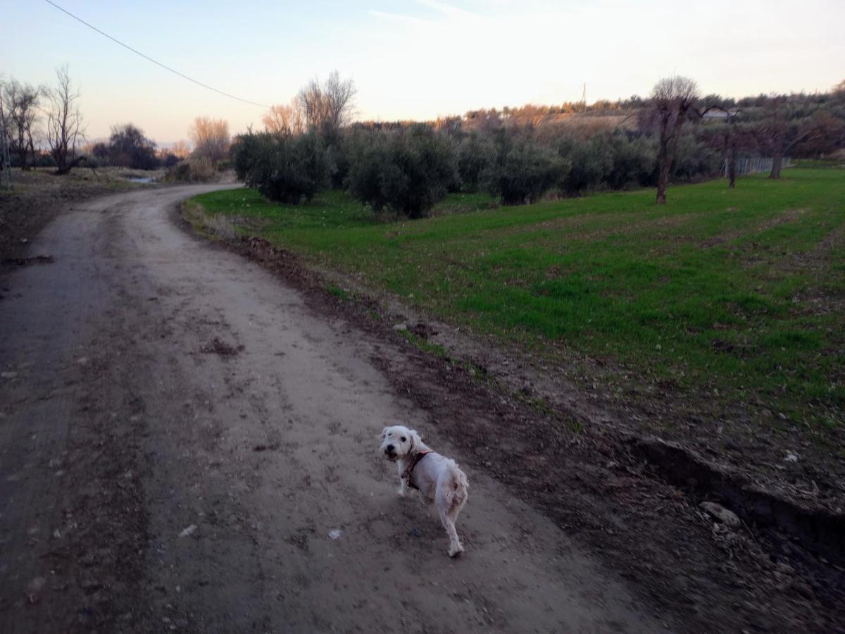 Casa De Campo Los Manueles Ideal Perros Pet Friendly Gojar ภายนอก รูปภาพ
